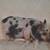 Mini Pigs 6 thumbnail