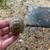 African leopard tortoise babies 1 thumbnail