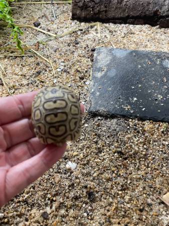 African leopard tortoise babies 1