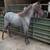 Bluegrass East Fall Horse Sale! 3 thumbnail