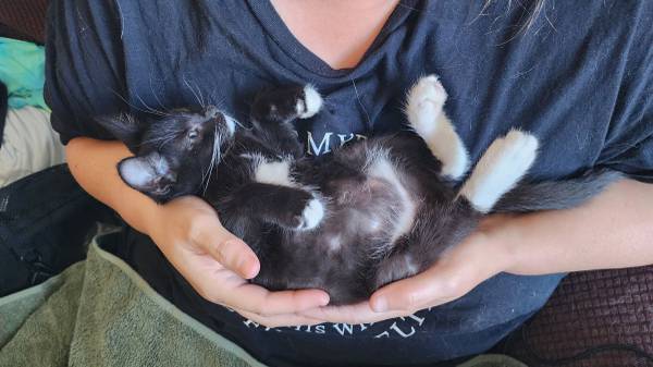 Kitten de color esmoquin (Long Beach)
