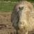 Emu 1 thumbnail