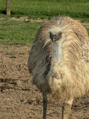 Emu 1