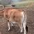Jersey steers 3 thumbnail