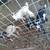 Nigerian Goats 3 thumbnail