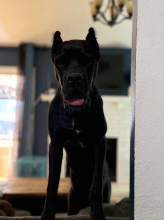 Cane Corso (hembra de 7 meses)526610829757665281