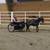 Talented, kid safe miniature horses reg 4 thumbnail