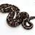 Beautiful Ball Python Morphs 2 thumbnail