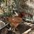 Young chickens Hens! 3 thumbnail