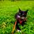 Farm Cat 3 thumbnail