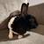 Mini rex rabbit 2 thumbnail