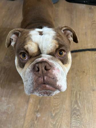 Bulldog ( English ) (Portland)63916449805826123
