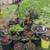 Maple tree 5 thumbnail