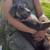 Lost dog 1 thumbnail