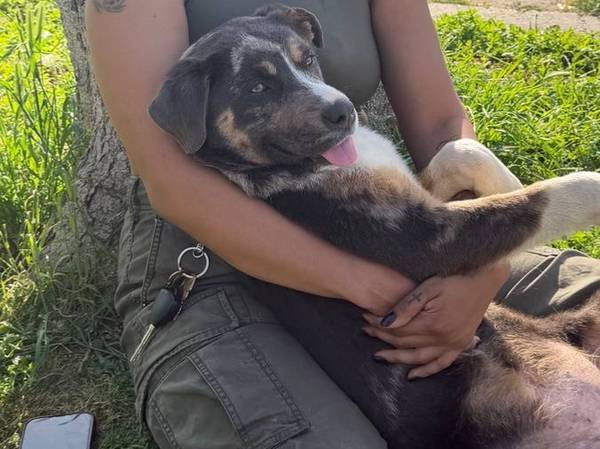 Lost dog 1