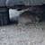 Found Lost Rabbit 2 thumbnail