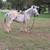 White Hinny 2 thumbnail