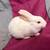 Rabbits 3 thumbnail