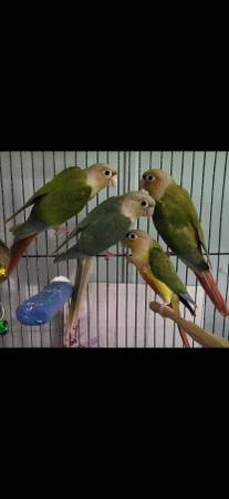 Pineapple conures 1