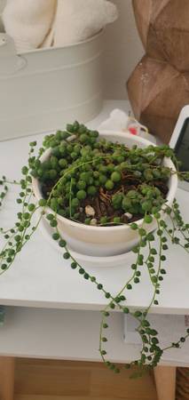 String of pearls 1