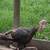 Eastern tom turkey 2 thumbnail