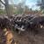 Bred cows 12 thumbnail