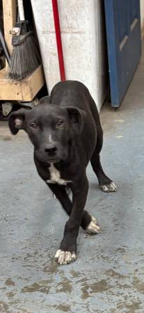 FREE DOG 1