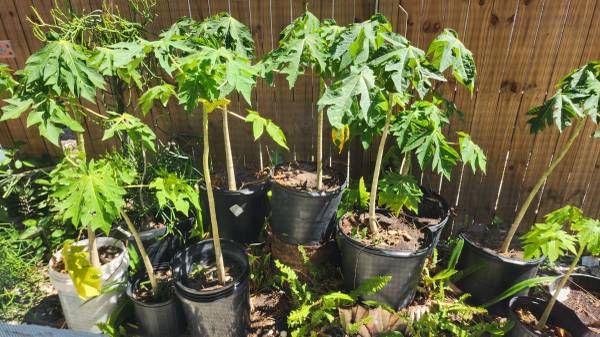 Papaya Trees 1