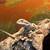Bearded dragon 2 thumbnail