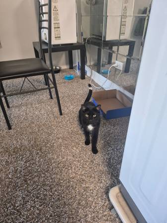 Tux needs a new home (Justice)602936304720291848