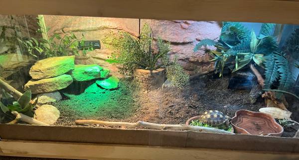 Sulcata Tortoise (Oklahoma City)63681506119169121