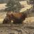 Bred Red Angus/a2a2 Jersey 2 thumbnail