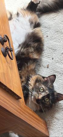 Cat Sitter Available 1