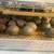 Cute chicks! 4 thumbnail