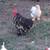 Brahmas Chickens 5 thumbnail