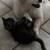 Kitten 3 thumbnail