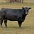Young bred cows 1 thumbnail