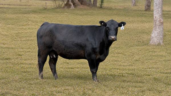 Young bred cows 1