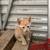 Barn kittens 2 thumbnail