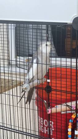 White and grey cockatiel (El Cerrito & college área)