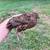Quail Hatching Eggs - 30 Eggs - NPIP Certified (55-2098) 5 thumbnail