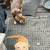 Pups 2 thumbnail