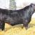Lim-flex Bull for Sale 6 thumbnail