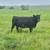 Bred Cows 3 thumbnail