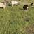 Goats for sale 2 thumbnail