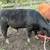 REGISTERED SIMMENTAL & SIM-ANGUS BULLS 9 thumbnail