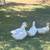 Peking Ducks (4) 2 thumbnail