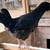 Easter Egger Pullets 2 thumbnail