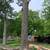🌳Great Impression Tree Services 🌳 13 thumbnail