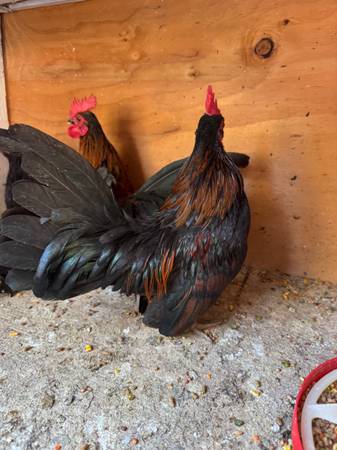 Miniature rooster kikiriki (Oxnard)63686073475073124